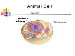 We did not find results for: Plant Animal Cells