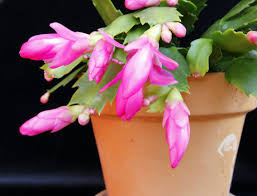 How To Take Care Of A Christmas Cactus Tips For Christmas Plant Maintenance