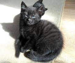 Check spelling or type a new query. Orange Tabby Kitten With Blue Eyes Novocom Top