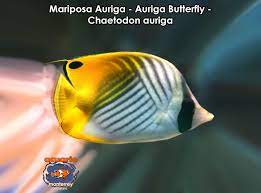 Mariposa Auriga Auriga Butterfly Chaetodon Auriga Acuario Monterrey Acuariomty Venta De Peces Marinos Importados Invertebrados Marinos Corales Acuarios Accesorios Y Mas