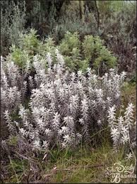 Image result for Helichrysum nitens