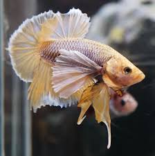 Live Betta Fish Grizzled Yellow Dumbo Ears Hmpk Halfmoon Plakat Male Db034 Betta Betta Fish Live Fish For Sale