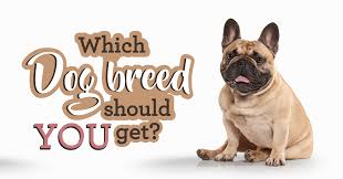 All dogs are smart, of course, especially yours—but some dog breeds are likely smarter than others. Dog Breed Selector Which Dog Should I Get Quiz Quizony Com