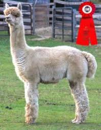 Maybe you would like to learn more about one of these? Alpacas For Sale Champion Bloodline Of Alpaca For Sale