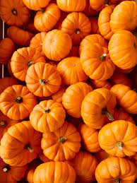 Hd wallpapers and background images 500 Pumpkin Pictures Hd Download Free Images On Unsplash