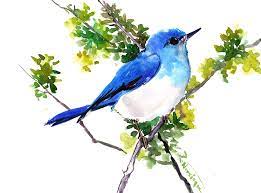 There is currently no wiki page for the tag blue bird. Mountain Bluebird Artwork Painting By Suren Nersisyan