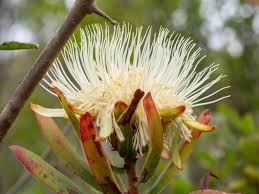 Image result for Terminalia kilimandscharica