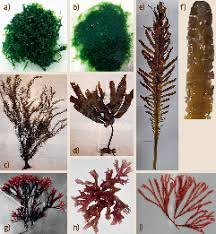Maybe you would like to learn more about one of these? Cell Wall Polysaccharides Of Marine Algae Springerlink