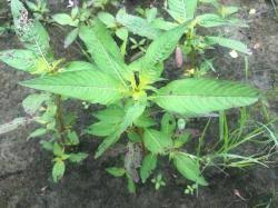 Image result for Ludwigia erecta