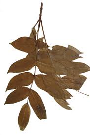 Image result for Fagaropsis