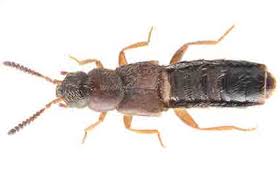 Image result for Pseudechinolaena