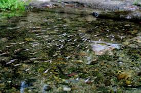 Votre chauffeur local expert et guide vous transportera dans le confort de votre propre véhicule privé jusqu'au centre administratif de. Life Release Bukit Tabur At Taman Melawati Kuala Lumpur Posts Facebook