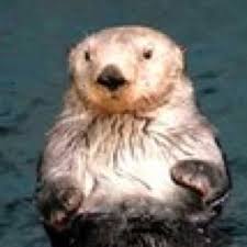 海遊館 アリューシャン列島 ラッコ(sea otter：イタチ科) その3 ラッコは良質の毛皮を持つために乱獲されたが、現在は保護政策によって数が回復しつつある。 ←back next→ アリューシャン列島 トップにもどる 海遊館トップにもどる ã‚¸ãƒ£ã‚¤ã‚¢ãƒ³ãƒˆã‚±ãƒ«ãƒ—ã«ãã‚‹ã¾ã‚‹ãƒ©ãƒƒã‚³bot Ringoggo 2 Twitter