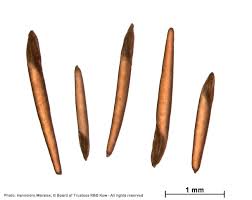 Image result for Triraphis purpurea