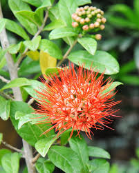 Image result for Combretum constrictum