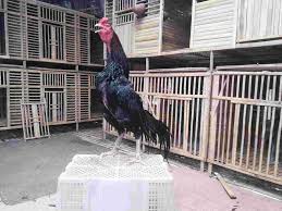 Kandang multifungsi untuk kandang kawin dan juga bisa digunakan kandang biasanya terbuat dari kayu dengan ukuran lebar 1 meter, tinggi 2.5 meter dan panjang 1.5. Kandang Umbaran Ayam Bangkok Aduan Terbaik Tilunk Com