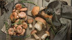 Dogs can have a zinc deficiency that leads to skin and digestive issues. Can Dogs Eat Mushrooms Are Mushrooms Toxic To Dogs