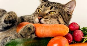 What human food can cats eat, and what not to feed cats. 5 Fruits And Vegetables For Cats Petcoach