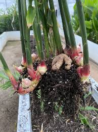 Maybe you would like to learn more about one of these? Oak Spring On Twitter Pretty Pink Baby Ginger Growing At Our Biocultural Conservation Farm Unlike Mature Ginger Root Baby Ginger Doesn T Need To Be Peeled Before Cooking So It S Quick And Easy To