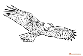 Eagle Coloring Pages Free Printable Black And White Pictures Cartoon Coloring Pages Coloring Pages Love Coloring Pages