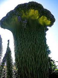 Echium Wildpretii Http Bit Ly 1n5d1kp Via Trees To Plant Plants Weird Plants
