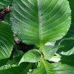 Image result for Brillantaisia cicatricosa