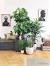 Small Patio Plant Ideas