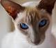 Oriental Short Hair Cat Breed Profile | Petfinder