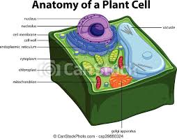 Plant cells are eukaryotic cells present in green plants, photosynthetic eukaryotes of the kingdom plantae.their distinctive features include primary cell walls containing cellulose, hemicelluloses and pectin, the presence of plastids with the capability to perform photosynthesis and store starch, a large vacuole that regulates turgor pressure, the absence of flagella or centrioles, except in. Diagram Showing Anatomy Of Plant Cell Illustration Canstock