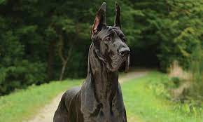 The great dane is a giant dog that combines nobility with robustness and power with elegance. Great Danes Contribute To Chagas Disease Awareness