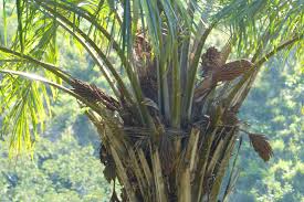 Image result for Elaeis guineensis