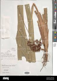 Image result for Hypolytrum