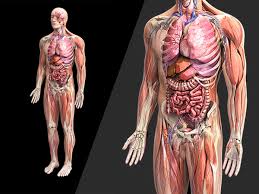 Learn more here you are seeing a 360° image instead. Zygote Human 3d Male Anatomy Model Medically Accurate Body