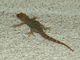 Image result for Kotschya carsonii