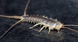 They prefer high humidity and are often found in areas. Why Is It So Hard To Keep The Silverfish Out Of My South Portland Home