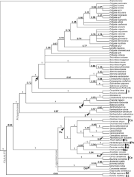 Image result for Polygala usafuensis