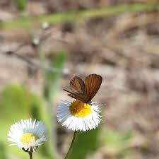 Image result for Disperis sp. nov. aff. bifida