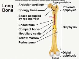 The tough membrane covering the shaft of the bone. Labelled Bone Diagram Complete Wiring Diagrams
