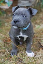 We are focused on breeding beautiful blue english staffordshire bull terrier with excellent temperaments, quality and soundness. Blue Staffordshire Bull Terrier Pup Cute Animals Cute Dogs Baby Animals