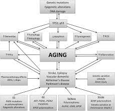 Aging And Neurological Diseases Intechopen