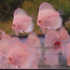 ディスカス 3匹セット