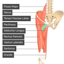Pectineus Muscle Thigh Muscle Anatomy Major Muscles Muscle Anatomy