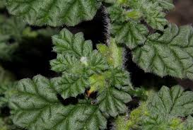 Image result for Coldenia procumbens