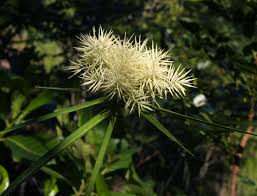 Image result for Cyperus hemisphaericus