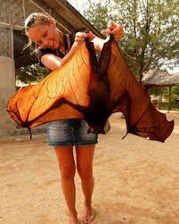 The wings can end up being up to five feet wide when fully displayed. The Giant Golden Crowned Flying Fox 9gag