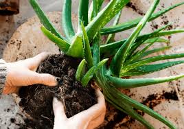 Check spelling or type a new query. How To Propagate An Aloe Plant The Easy Peasy Method Bigboyplants