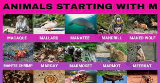 Animal names in combination with images is an excellent teaching method to learn. Animals That Start With M 60 Popular Animals Starting With M Visual Dictionary