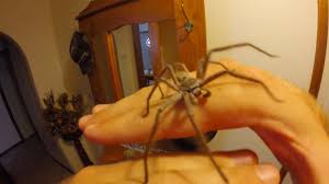 The huntsman, also known as huntsmaster, is the leader of the huntsclan and the main antagonist of the disney channel animated series american dragon: The Huntsman Spider Is His Bite Dangerous To Humans