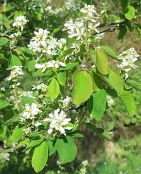 Image result for Amelanchier alnifolia