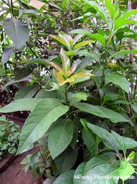 Maybe you would like to learn more about one of these? Persea Americana Singapore